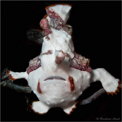 Clown Frogfish or Warty Frogfish (Antennarius maculatus),... by Reinhard Arndt 